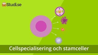 Cellspecialisering och stamceller Biologi  wwwbinogise [upl. by Jacoby618]