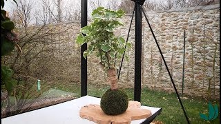 DIY  réaliser un kokedama de Polyscias  Truffaut [upl. by Asiled]