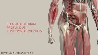 Flexor Digitorum Profundus Function Finger Flexion 3D Anatomy [upl. by Licastro]