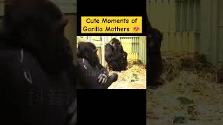 Cute Moments of Gorilla Mothers 😍❤️ gorillafamily monkey cute gorilla zoo [upl. by Aneek724]