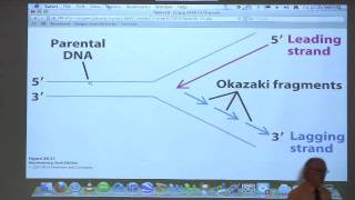 Kevin Aherns BiteSized Biochemistry 42  DNA Replication Repair Recombination II [upl. by Ailil]