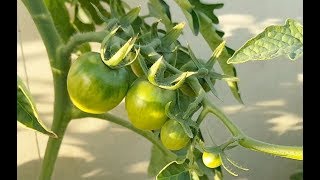 Hydroponic Tomato Plant Sucker Update  Part 3 KRATKY HYDROPONIC SYSTEMMETHOD [upl. by Forsyth]