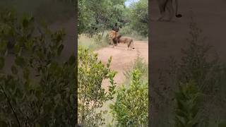 African Wildlife Safari wildlife animals lion🦁🦁🦁shorts [upl. by Adekram]