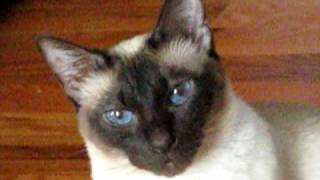 Talking Siamese Cat VERY talkative She answers all my questions [upl. by Ulita]