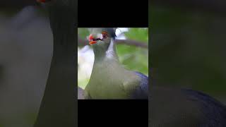 Crested turaco bird CallingNaturezn9vb [upl. by Dowdell]