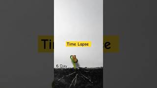 Time lapse short video lapse shorts [upl. by Adnohsed]