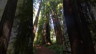 Redwoods Jedediah Smith Howland Hill area edited [upl. by Helbon]