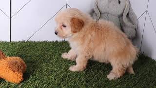 Maltipoo Puppy Bert SD 480p [upl. by Moira]