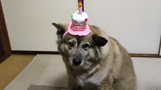 おめでとう！犬のムーちゃん１０歳の誕生日を迎えました ～あたしはまだまだ元気よ～ [upl. by Orr]