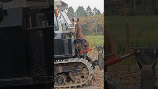 Dulas checking out the new tracked tractor 😆 trackedtractor tractor arabian horse [upl. by Kcirdla592]