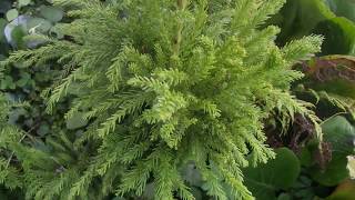 Cryptomeria japonica Cristata [upl. by Mas]