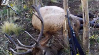 5x5 bull elk harvest in October 2011 [upl. by Enelec]