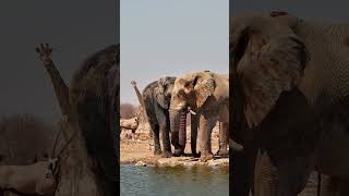 Elephants And Gemsbok At Safarihoek [upl. by Asylla960]