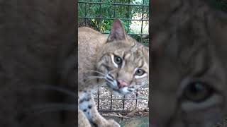 Is this the FRIENDLIEST BOBCAT in the world shorts [upl. by Airtened237]