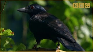 Are crows the ultimate problem solvers  Inside the Animal Mind Episode 2  BBC Two [upl. by Nwahsyd328]