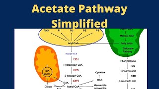 Acetate Pathway Pharmacognosy [upl. by Llenol]