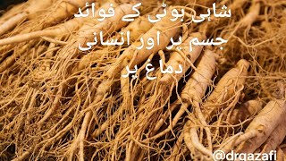 shahibouti and its benefit what is ginseng  how powerful and effective اردو  हिंदी [upl. by Cowie]