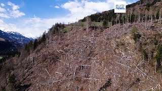 Austria droni per far risorgere le foreste distrutte dal bostrico dellabete rosso [upl. by Luar39]