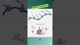 Protein Synthesis  Translation shorts [upl. by Aggi]