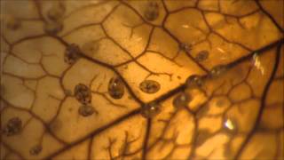 Ostracods  Freshwater Seed Shrimp [upl. by Calendra]