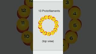 Microtubule Formation [upl. by Conroy]