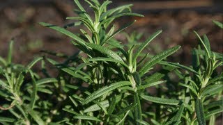 How to grow Rosemary [upl. by Amabelle536]