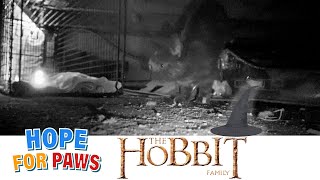 Hobbit cats lived in their Hobbithole but this one was not safe for them 🧙‍♂️ [upl. by Riane]