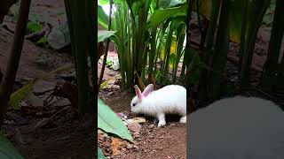 RABBITS IN THE GARDEN rabbitry animals pets viralvideo viralshorts viralsong viralshort pet [upl. by Lovering901]