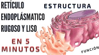 Mitocondria  La estructura de una célula  Biología  Khan Academy en Español [upl. by Carpet]