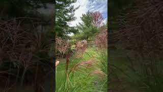 Blooming Miscanthus Gracillimus Maiden Grass [upl. by Tada]