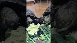 ASMR ANIMAL EATING FOODS asmr satisfying kurakura tortoise kurakurasulcata sulcatatortoise [upl. by Luciano]