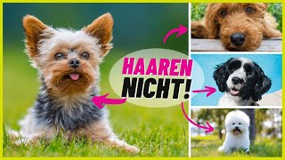 Top 10 Hunderassen die NICHT haaren 🐶 [upl. by Nylcaj]