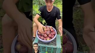 Harvesting figs in the garden sonasmr [upl. by Lothaire888]