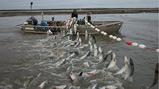 Automatic Long Net Fishing And Traditional Marine Nets The best Fishing Fisherman [upl. by Nevur]