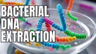 DNA ISOLATION FROM BACTERIA [upl. by Alabaster341]