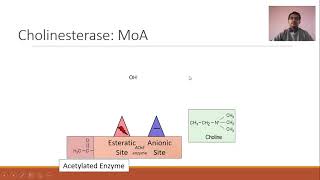 Cholinesterase and its inhibitors [upl. by Gnurt]