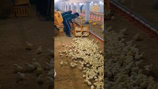 Shed No Chicks 12 poultry viralshorts viral shorts shortsvideo ytshorts trending chicks [upl. by Neeven]