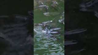 mbS1518 Tilapia Fish in Aerators aerator tilapia youtubeshorts viralshort trendingshorts [upl. by Sirhc]