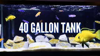 Top 5 Cichlid Tank Setups for a 40 Gallon Aquarium [upl. by Sheley]