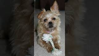 Brussels griffon familybreeddog s youtubeshorts [upl. by Lorrac854]