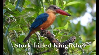 Storkbilled Kingfisher  Birding In Singapore [upl. by Helgeson]