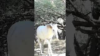 Wild Horses horse wildlife nature [upl. by Dez]