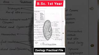 BSc 1st year zoology Practical File [upl. by Neurath]