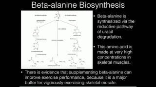 BetaAlanine and Carnosine Biosynthesis [upl. by Glovsky]