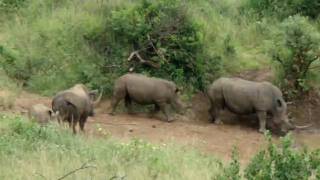 White Rhino Domestic Fight [upl. by Aicekal]