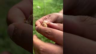 Hazelnut right from the tree organicfarming howto travel shortvideo kashmir [upl. by Eilime797]