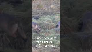 🐺🐺 Lobos ibéricos comiendo carroña 🐺🐺 [upl. by Nnaeitak]