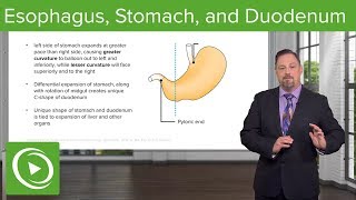 Foregut Development Esophagus amp Stomach – Embryology  Lecturio [upl. by Sisco621]