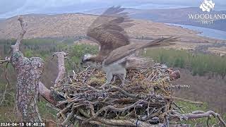 Despite the wind Loch Arkaig Ospreys Dorcha amp Louis get on with eating amp nest prep 13 Apr 2024 [upl. by Esilahs299]