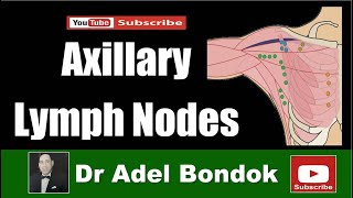 Axillary Lymph Nodes Dr Adel Bondok [upl. by Starlin]